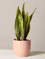 Snake Plant Laurentii